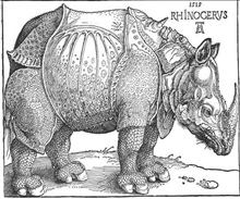 Albrecht Dürrer  Rhinocerus